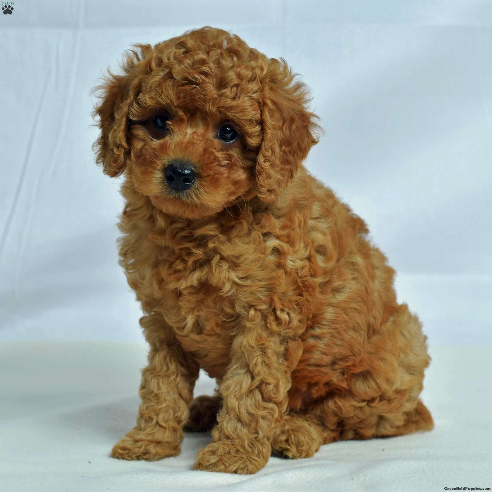 Idaho Cavapoo Puppy For Sale in Pennsylvania